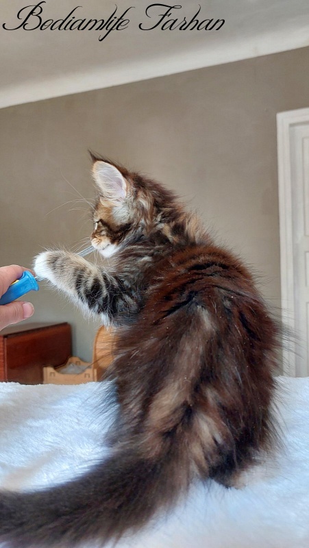 Bodiamlife Farhan - Kitten maine-coon 2 months 2 weeks