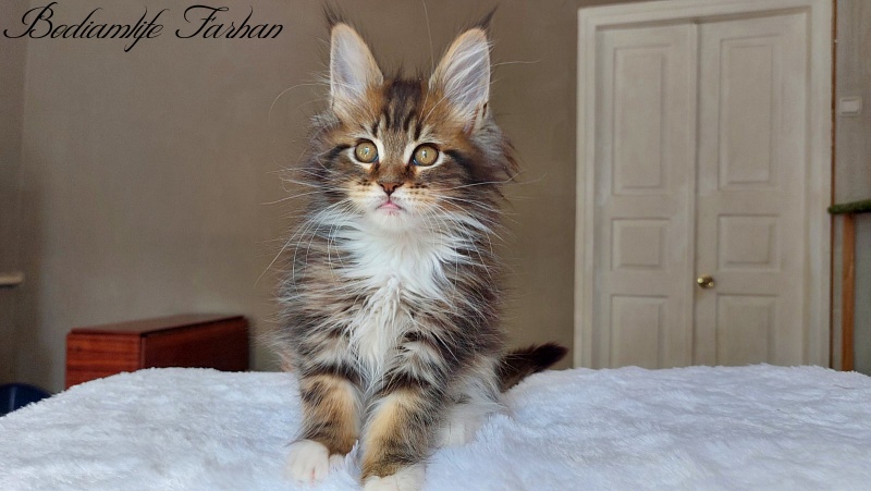 Bodiamlife Farhan - Kitten maine-coon 2 months 2 weeks