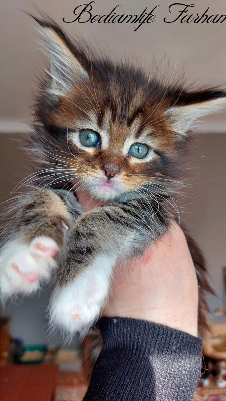 Bodiamlife Farhan - Kitten maine-coon 1 month 3 weeks