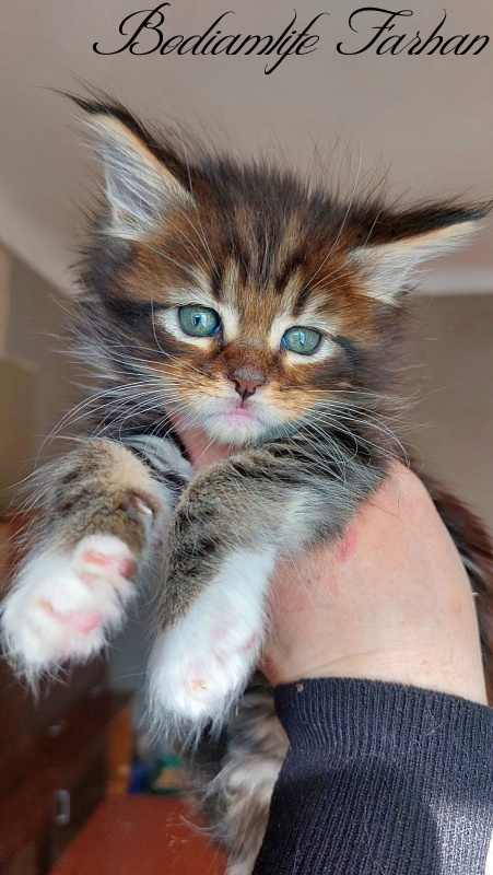 Bodiamlife Farhan - Kitten maine-coon 1 month 3 weeks