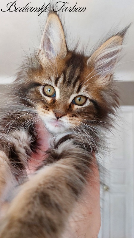 Bodiamlife Farhan - Kitten maine-coon 2 months 2 weeks