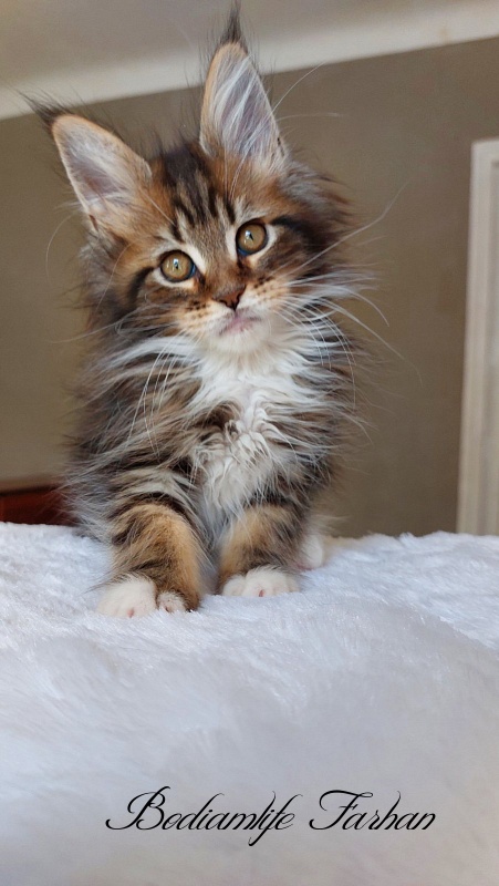 Bodiamlife Farhan - Kitten maine-coon 2 months 2 weeks