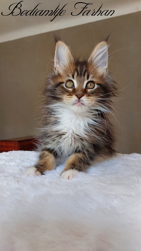 Bodiamlife Farhan - Kitten maine-coon 2 months 2 weeks