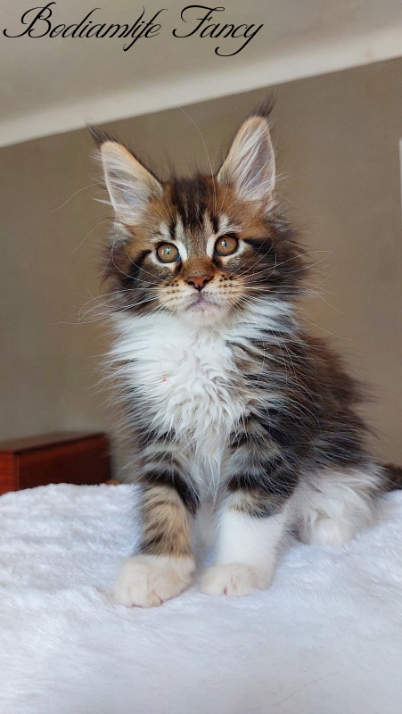 Bodiamlife Fancy - Kitten maine-coon 2 months 2 weeks