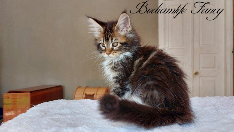 Bodiamlife Fancy - Kitten maine-coon 2 months 2 weeks
