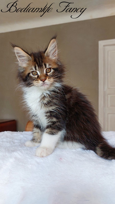 Bodiamlife Fancy - Kitten maine-coon 2 months 2 weeks