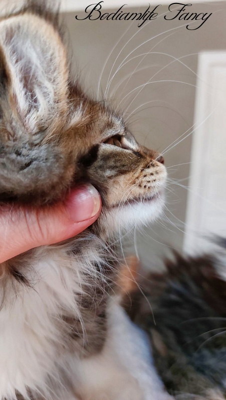 Bodiamlife Fancy - Kitten maine-coon 2 months 2 weeks