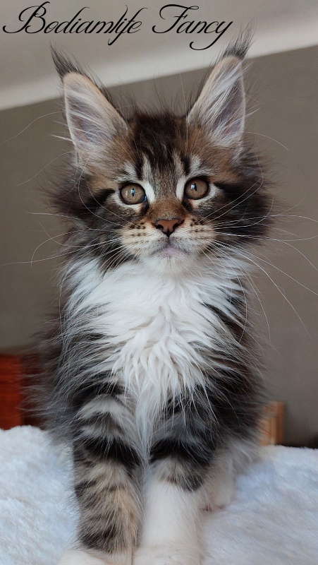 Bodiamlife Fancy - Kitten maine-coon 2 months 2 weeks
