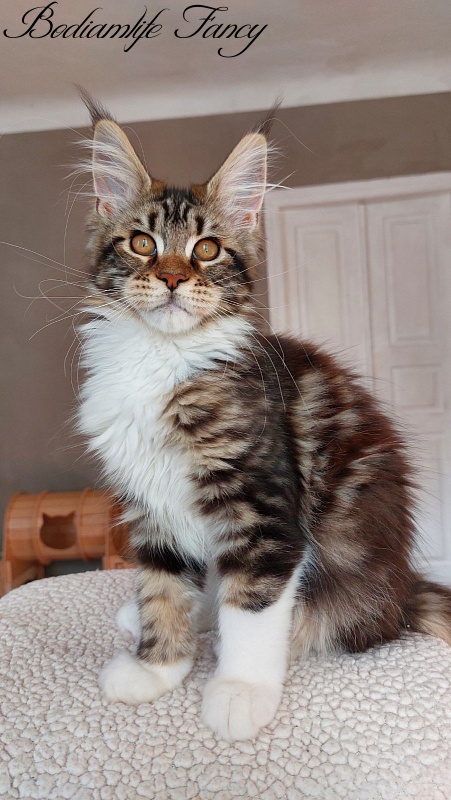 Bodiamlife Fancy - Kitten maine-coon 3 months 4 weeks