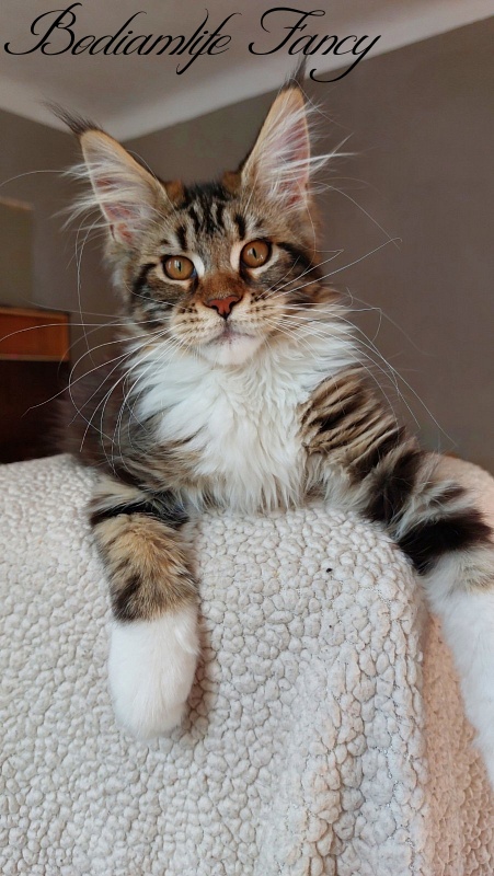 Bodiamlife Fancy - Kitten maine-coon 3 months 4 weeks