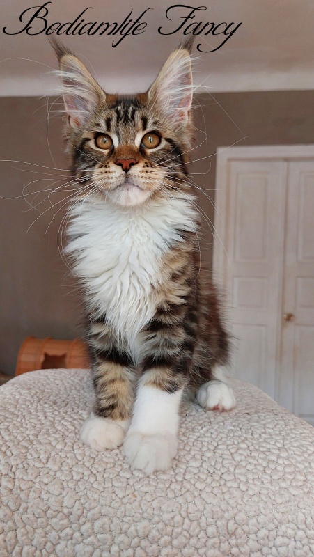 Bodiamlife Fancy - Kitten maine-coon 3 months 4 weeks