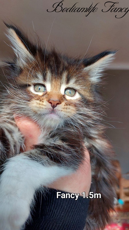 Bodiamlife Fancy - Kitten maine-coon 1 month 3 weeks