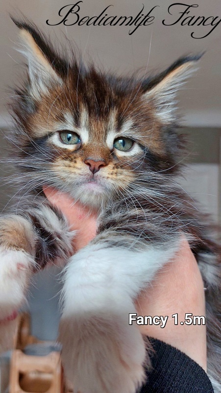 Bodiamlife Fancy - Kitten maine-coon 1 month 3 weeks
