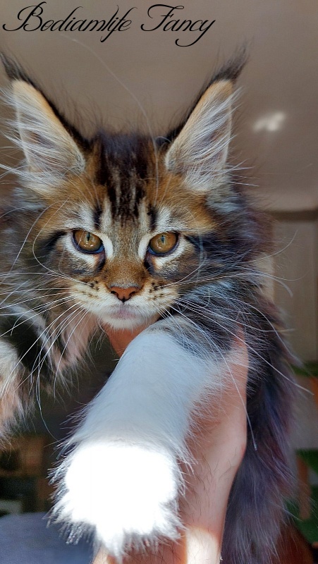 Bodiamlife Fancy - Kitten maine-coon 2 months 2 weeks