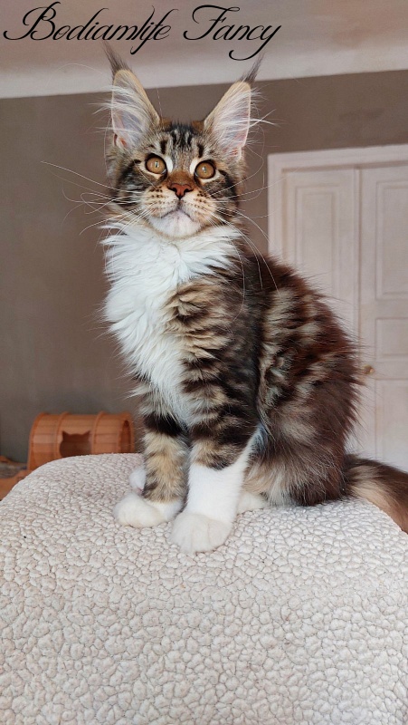 Bodiamlife Fancy - Kitten maine-coon 3 months 4 weeks