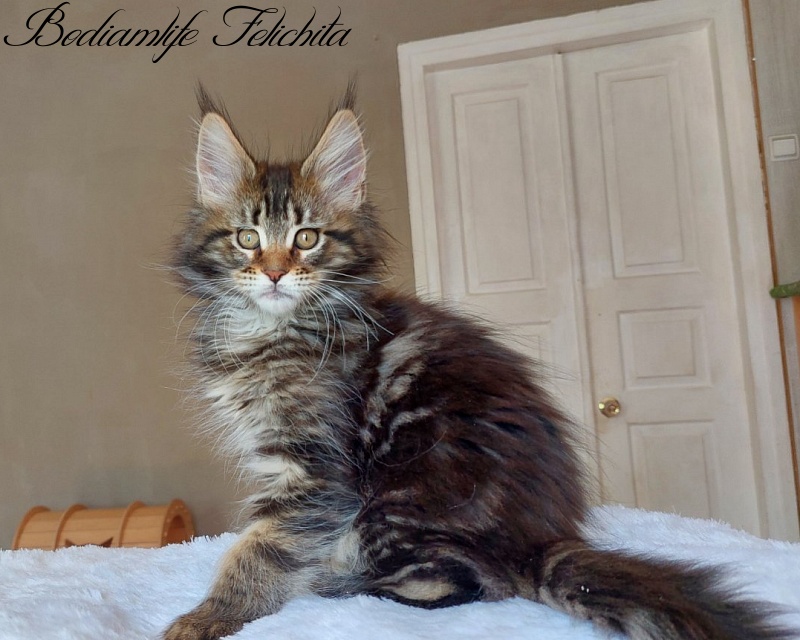 Bodiamlife Felichita - Котенок мейн-кун 2 месяца 2 недели