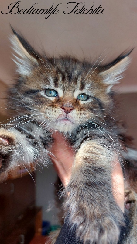 Bodiamlife Felichita - Котенок мейн-кун 1 месяц 3 недели