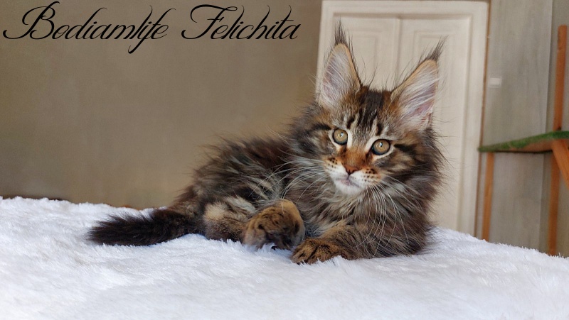 Bodiamlife Felichita - Котенок мейн-кун 2 месяца 2 недели