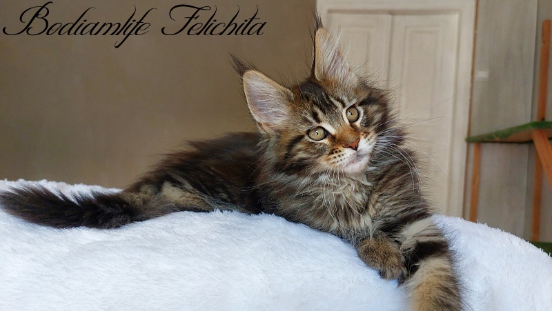 Bodiamlife Felichita - Котенок мейн-кун 2 месяца 2 недели