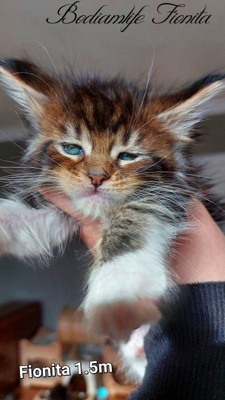 Bodiamlife Fionita - Kitten maine-coon 1 month 3 weeks