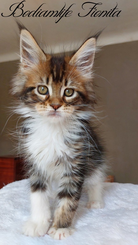 Bodiamlife Fionita - Kitten maine-coon 2 months 2 weeks