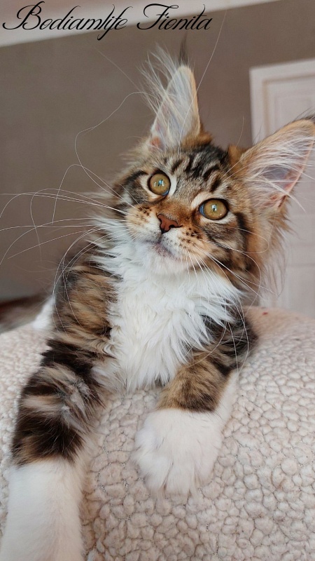 Bodiamlife Fionita - Kitten maine-coon 3 months 4 weeks