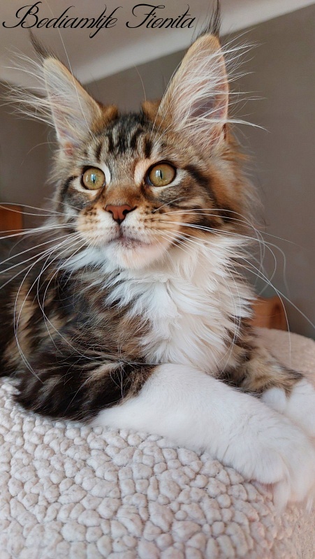 Bodiamlife Fionita - Kitten maine-coon 3 months 4 weeks