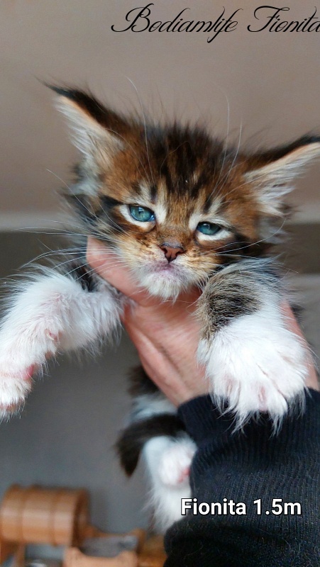 Bodiamlife Fionita - Kitten maine-coon 1 month 3 weeks