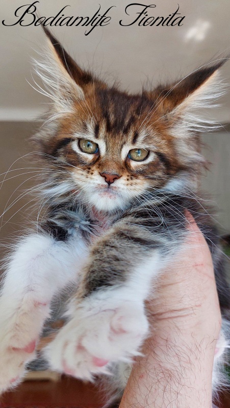 Bodiamlife Fionita - Kitten maine-coon 2 months 2 weeks