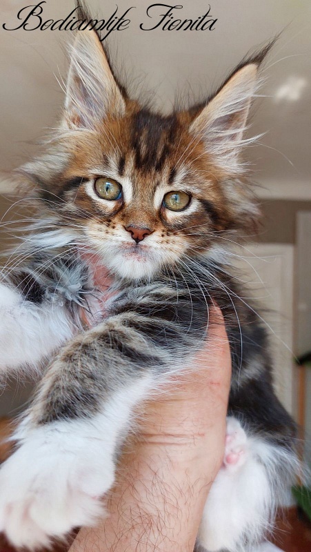 Bodiamlife Fionita - Kitten maine-coon 2 months 2 weeks