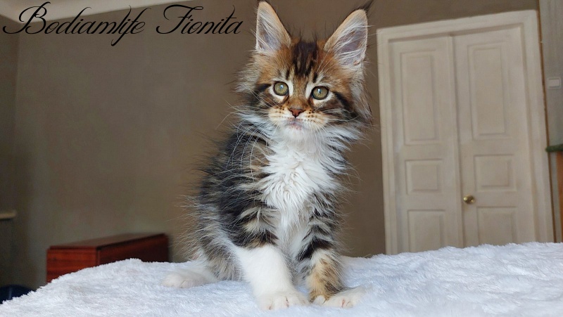 Bodiamlife Fionita - Kitten maine-coon 2 months 2 weeks