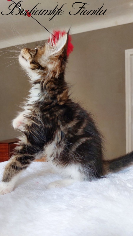 Bodiamlife Fionita - Kitten maine-coon 2 months 2 weeks