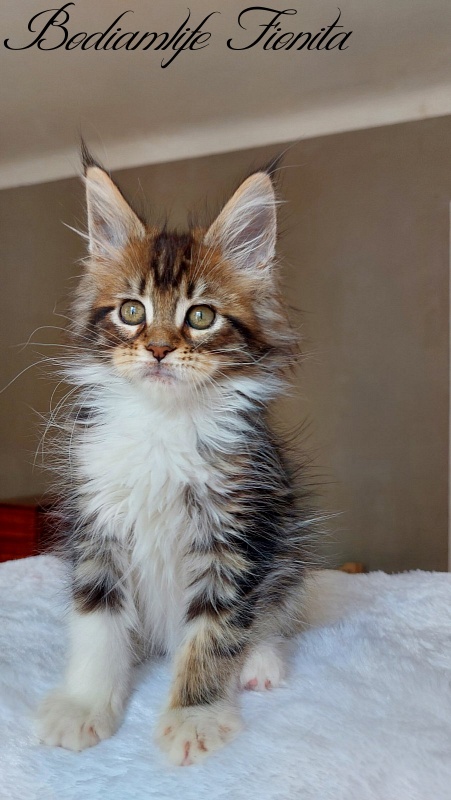 Bodiamlife Fionita - Kitten maine-coon 2 months 2 weeks