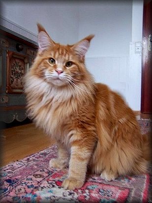 Pillowtalk's Marascino - maine-coon