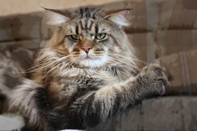 Moulin Rouge Krasnyi Dar - maine-coon