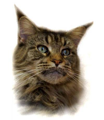 Paradise Garden Happy Holiday - maine-coon