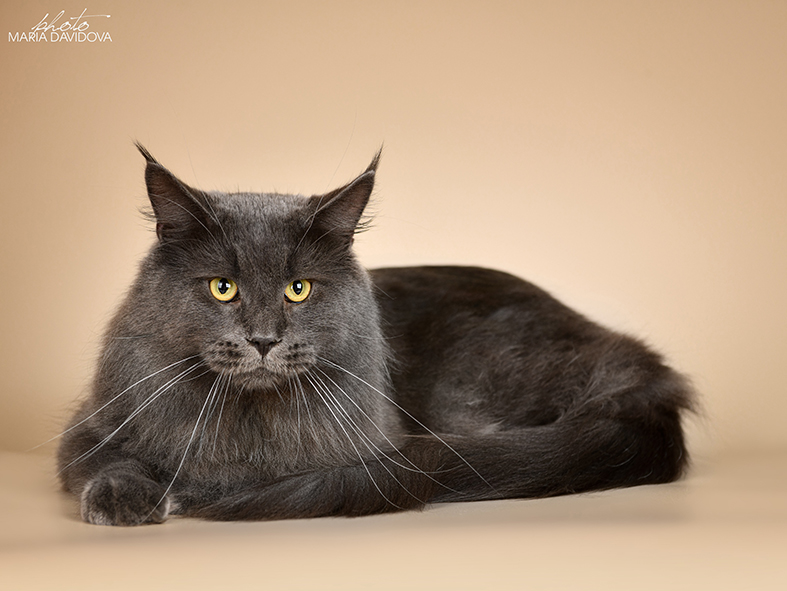 Katran Diamond Blue - Adult maine-coon 2 years 1 month 0.5 weeks