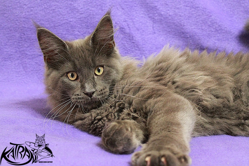 Katran Diamond Blue - Kitten maine-coon 4 months