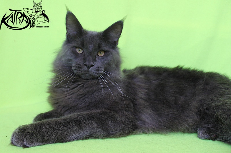 Katran Diamond Blue - Junior maine-coon 8 months