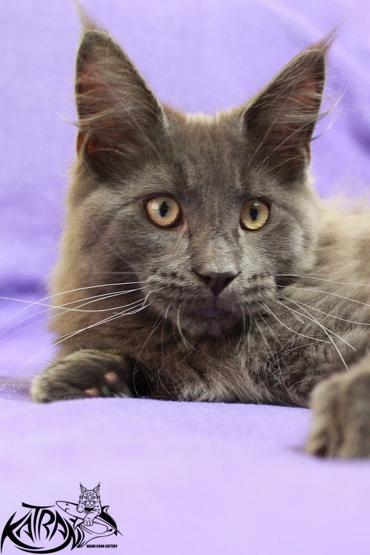 Katran Diamond Blue - Kitten maine-coon 4 months