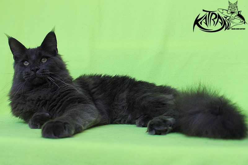 Katran Diamond Blue - Junior maine-coon 8 months