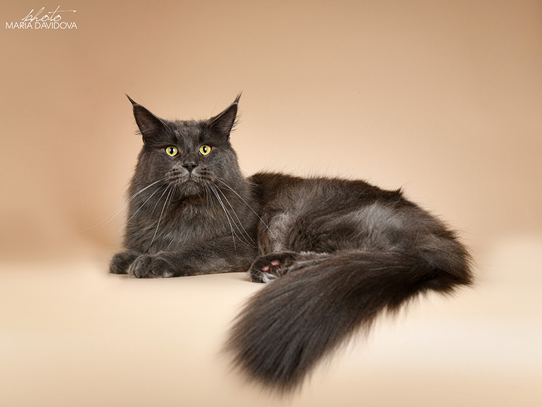 Katran Diamond Blue - Adult maine-coon 2 years 1 month 0.5 weeks