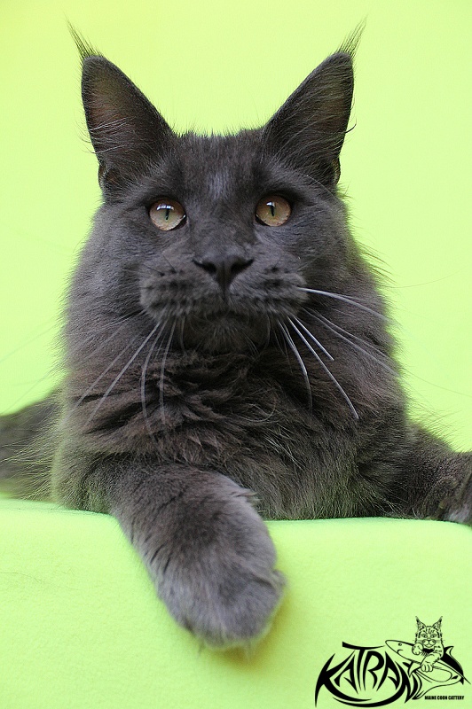 Katran Diamond Blue - Junior maine-coon 8 months