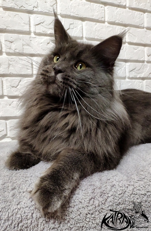 Katran Diamond Blue - Adult maine-coon 1 year 8 months
