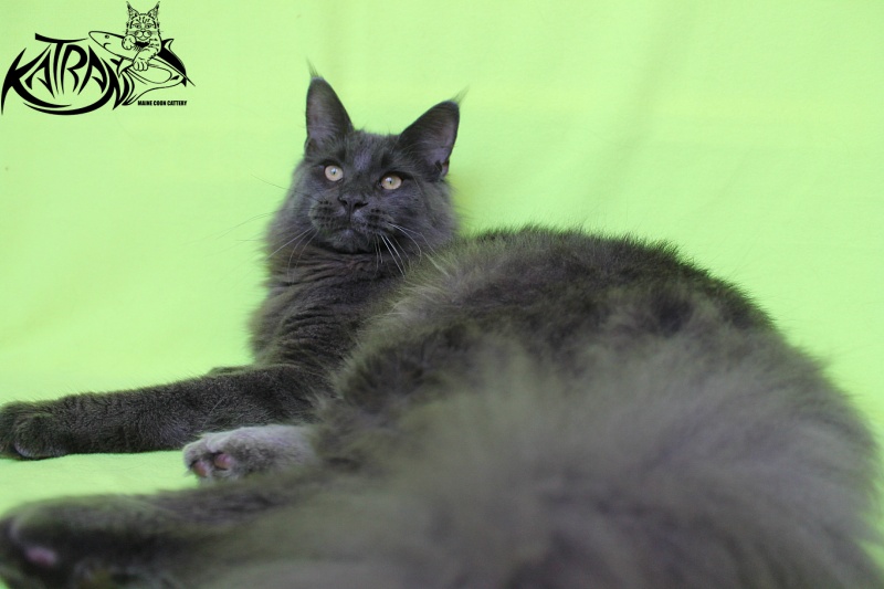 Katran Diamond Blue - Junior maine-coon 8 months