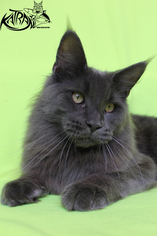 Katran Diamond Blue - Junior maine-coon 8 months