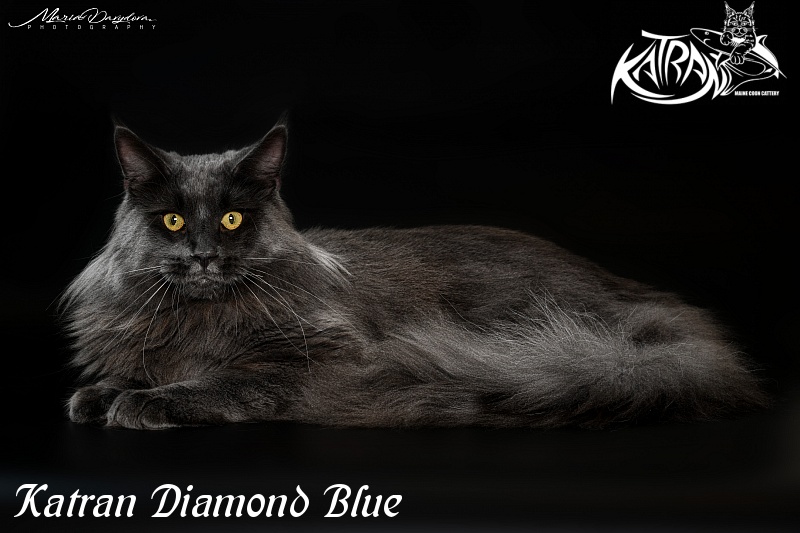 Katran Diamond Blue - Adult maine-coon 11 months