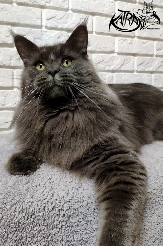 Katran Diamond Blue - Adult maine-coon 1 year 8 months