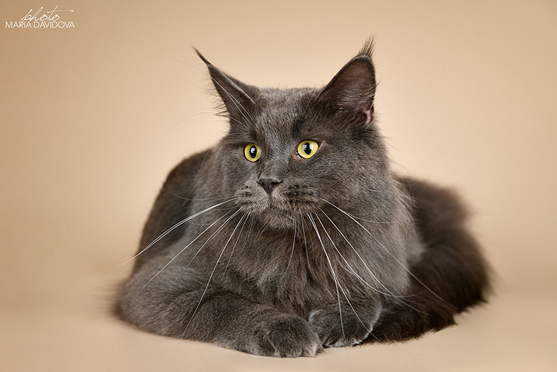 Katran Diamond Blue - Adult maine-coon 2 years 1 month 0.5 weeks