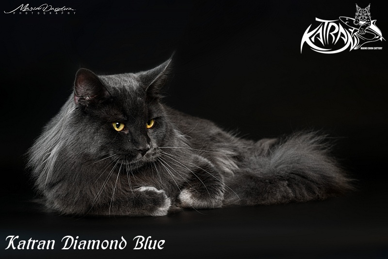 Katran Diamond Blue - Adult maine-coon 11 months